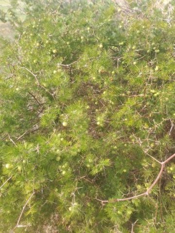 Asparagus retrofractus setting a trap
